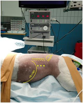 Laparoscopic partial pancreatectomy through an advanced lateral approach as treatment for insulinoma in dogs: a case series